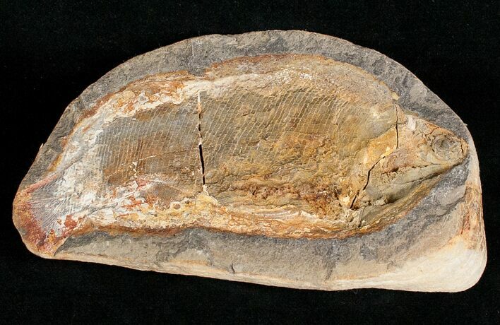 Pteronisculus Fossil Fish From Madagascar - Triassic #16731